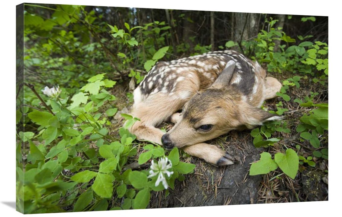 Newborn Mule Deer fawn, waiting for the return of its mother, Siuslaw National Forest, Oregon-Canvas Art-36x24