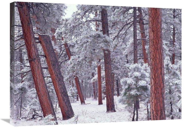 Ponderosa Pines with snow, Grand Canyon National Park, Arizona-Canvas Art-32x24
