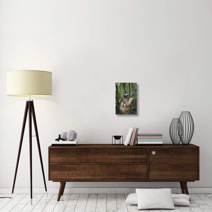 Brown-throated Three-toed Sloth male, Aviarios Sloth Sanctuary, Costa Rica-Canvas Art-12x18