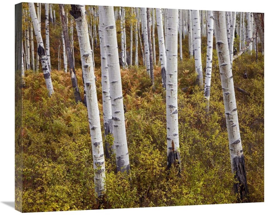 Quaking Aspen trees in autumn-Canvas Art-30x24.9