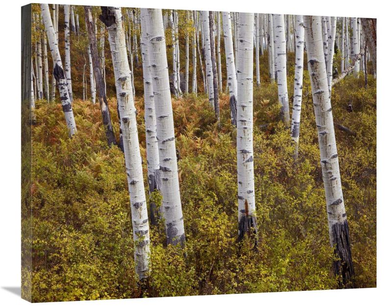 Quaking Aspen trees in autumn-Canvas Art-30x24.9