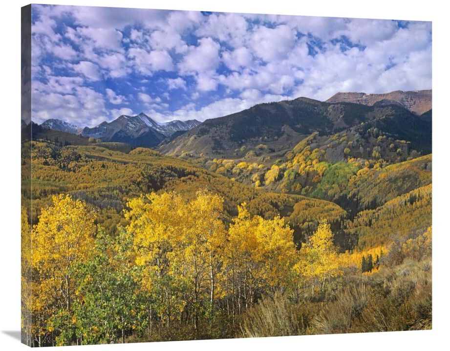 Quaking Aspen in autumn, Colorado-Canvas Art-36x29.52