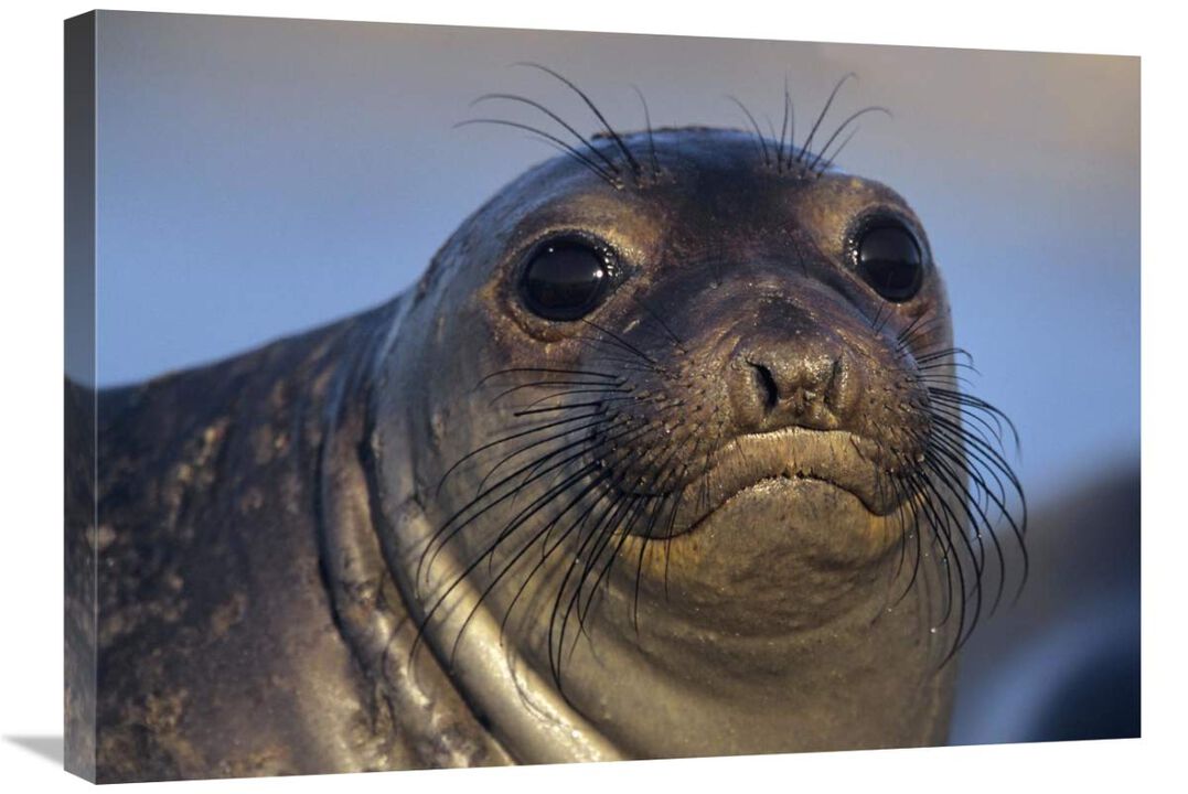 Northern Elephant Seal pup, North America-Canvas Art-30x21.3