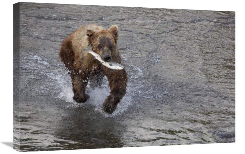 Grizzly Bear young male with Sockeye Salmon prey along Brooks River, Katmai National Park, Alaska-Canvas Art-30x20