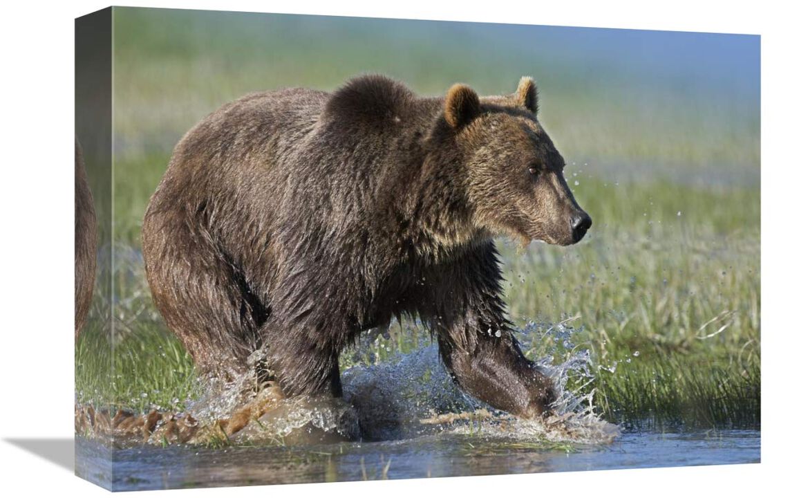 Grizzly Bear running through water, North America-Canvas Art-16x12