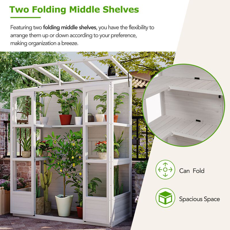 MONDAWE 78 inch Wooden Greenhouse Cold Frame with 4 Independent Skylights and 2 Folding Shelves, Walk-in Outdoor Greenhouse