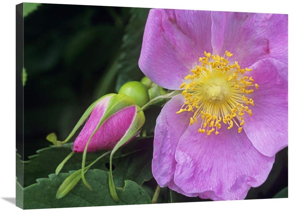 Rose flower, British Columbia, Canada-Canvas Art-32x24
