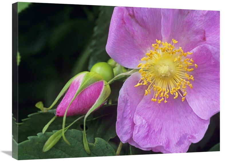 Rose flower, British Columbia, Canada-Canvas Art-32x24