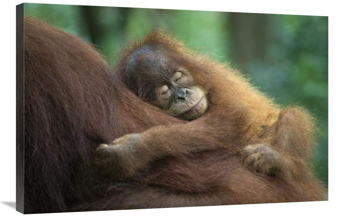 Sumatran Orangutan two and a half year old baby sleeping on mother, north Sumatra, Indonesia-Canvas Art-36x24