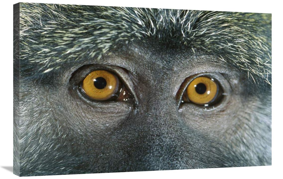Allens Swamp Monkey detail of eyes, native to Africa-Canvas Art-36x24