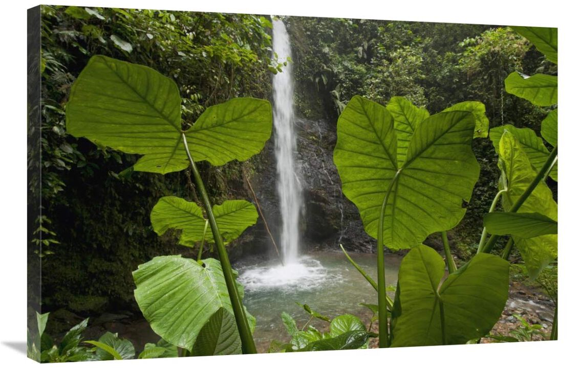 Waterfall in lowland tropical rainforest, Ecuador-Canvas Art-36x24