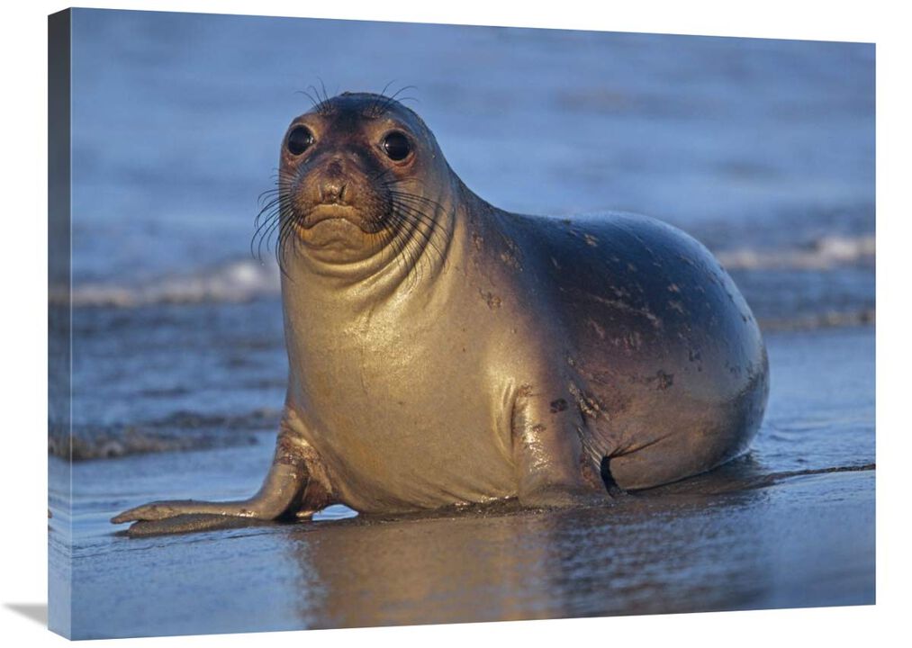 Northern Elephant Seal female laying on beach, California coast-Canvas Art-32x24