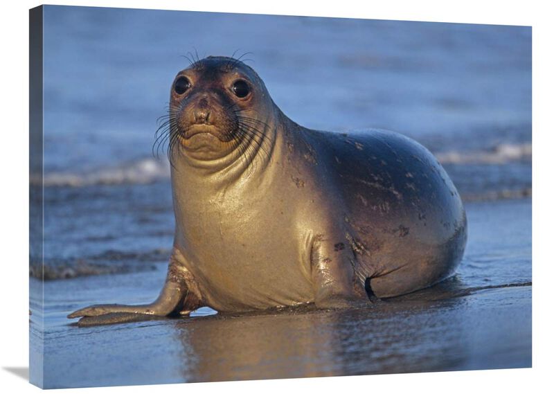 Northern Elephant Seal female laying on beach, California coast-Canvas Art-32x24