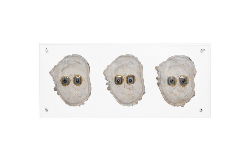 Floating Petrified Wall Art