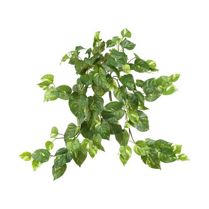 Hivvago Pothos Hanging Bush (Set of 3)
