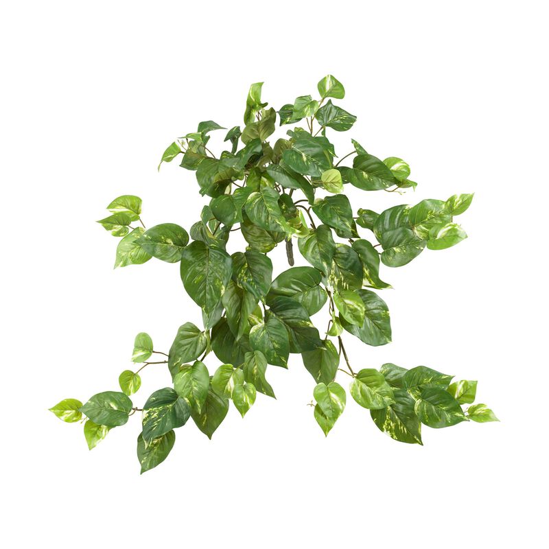 Hivvago Pothos Hanging Bush (Set of 3)