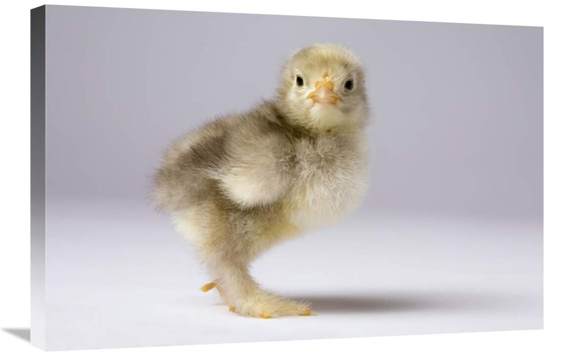 Domestic Chicken, banty morph, about one week after hatching-Canvas Art-30x20