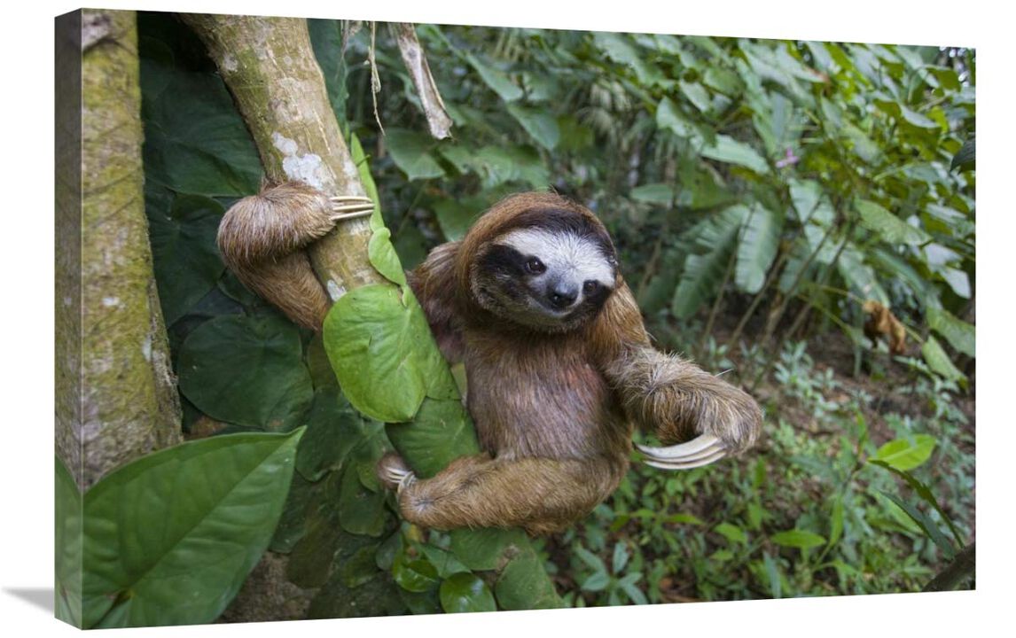 Brown-throated Three-toed Sloth male, Aviarios Sloth Sanctuary, Costa Rica-Canvas Art-30x20
