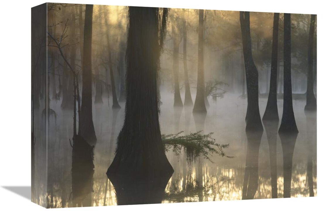 Bald Cypress grove in freshwater swamp at dawn, Lake Fausse Pointe, Louisiana-Canvas Art-16x12