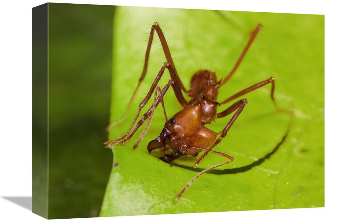 Leafcutter Ant ant cutting leaf, Costa Rica-Canvas Art-16x12