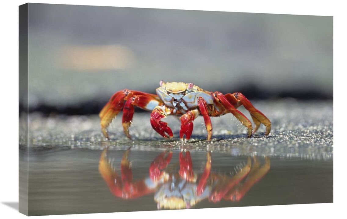 Sally Lightfoot Crab feeding, Punta Espinosa, Galapagos Islands, Ecuador-Canvas Art-30x20