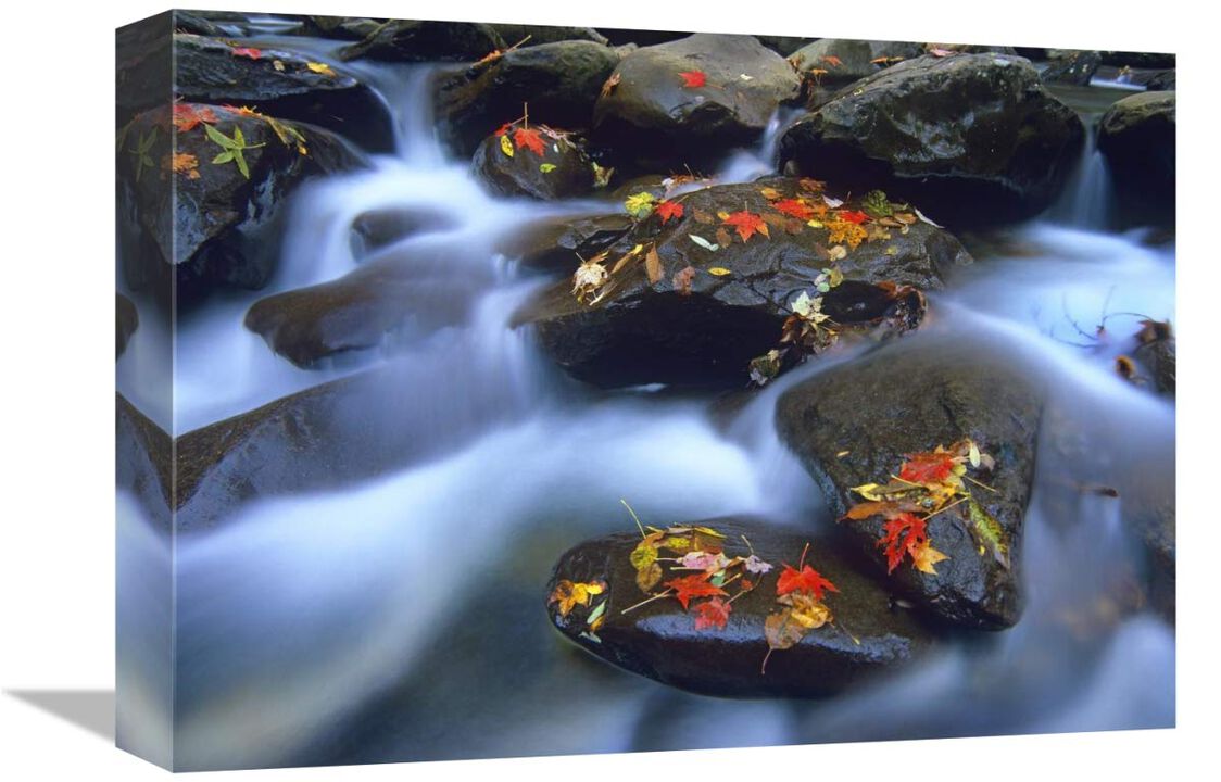 Autumn leaves on wet boulders in stream, Great Smoky Mountains National Park, North Carolina-Canvas Art-16x12