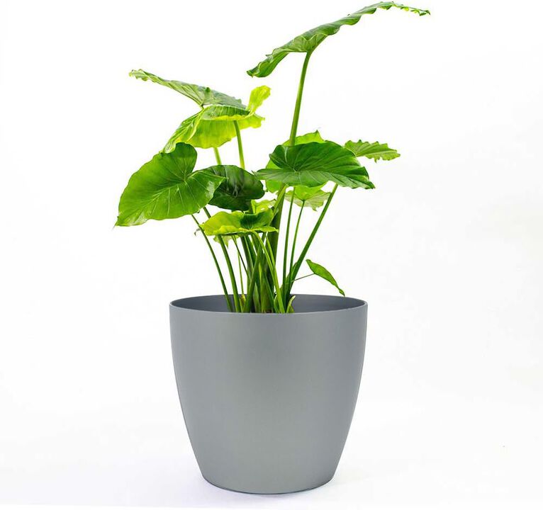 Greenline Manufacturing 15 Inch Memphis Round Planter Indoor Plastic Plant Pot, Black