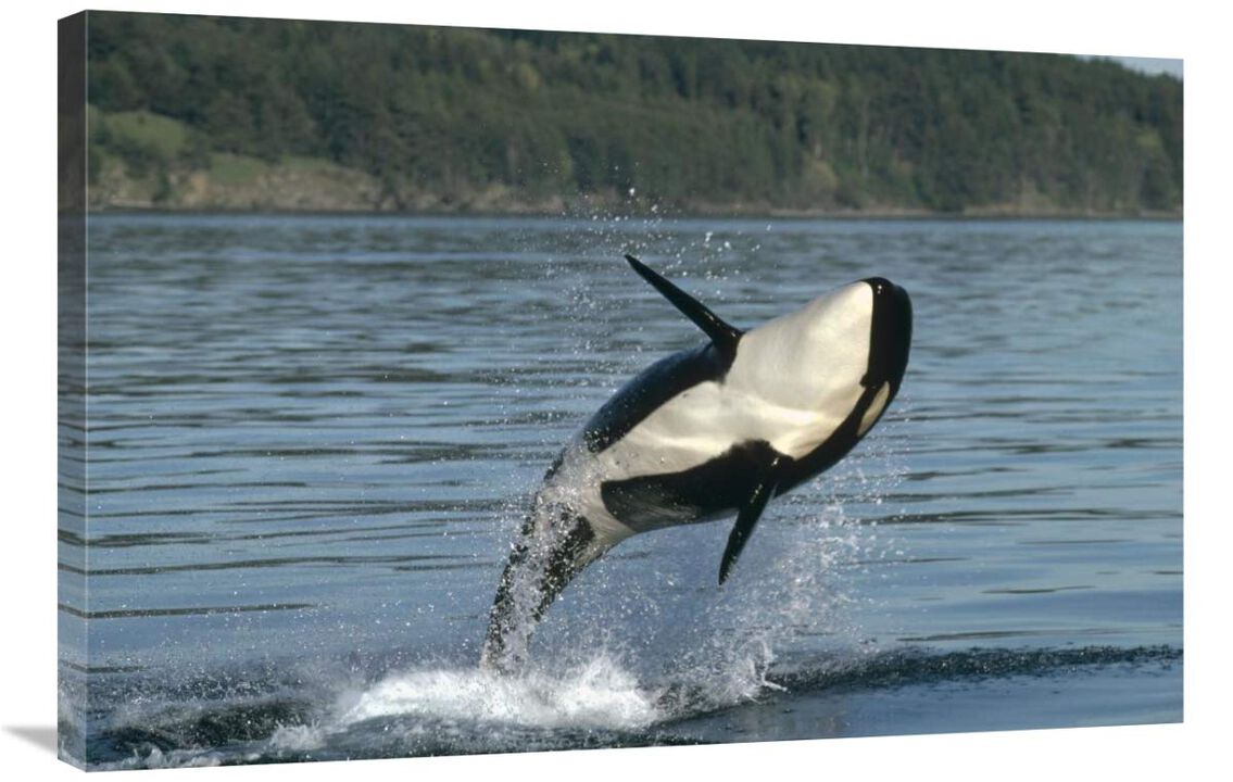 Orca breaching along the Inside Passage, Alaska-Canvas Art-36x24
