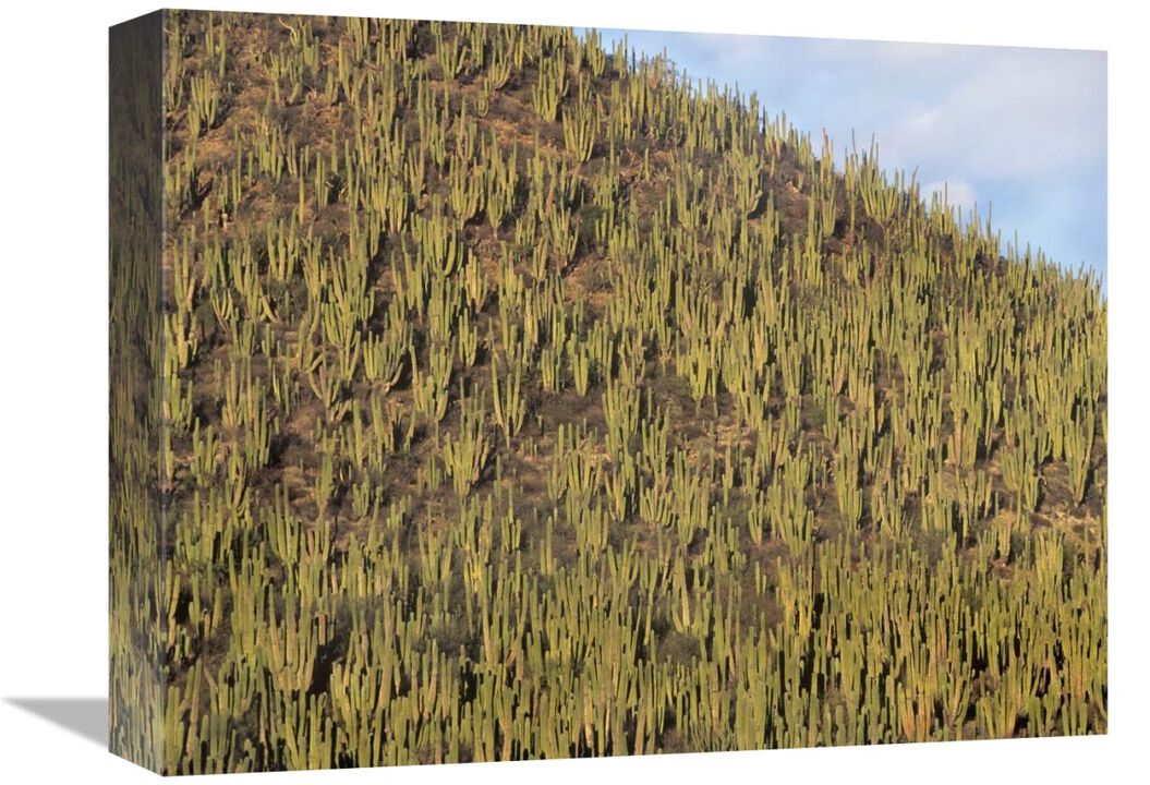 Organ Pipe Cactus cluster covering hillside, Guaymas, Sonora, Mexico-Canvas Art-16x12