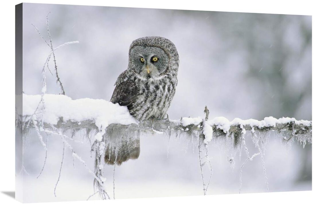 Great Gray Owl perching on a snow-covered branch, British Columbia, Canada-Canvas Art-36x24
