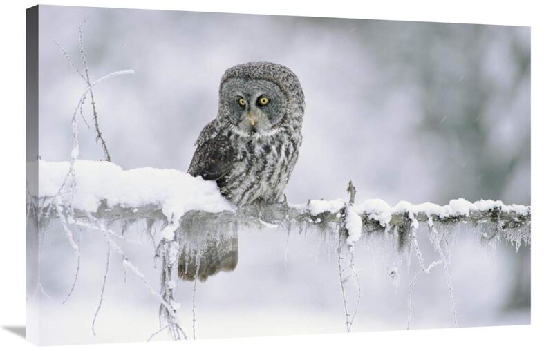 Great Gray Owl perching on a snow-covered branch, British Columbia, Canada-Canvas Art-36x24