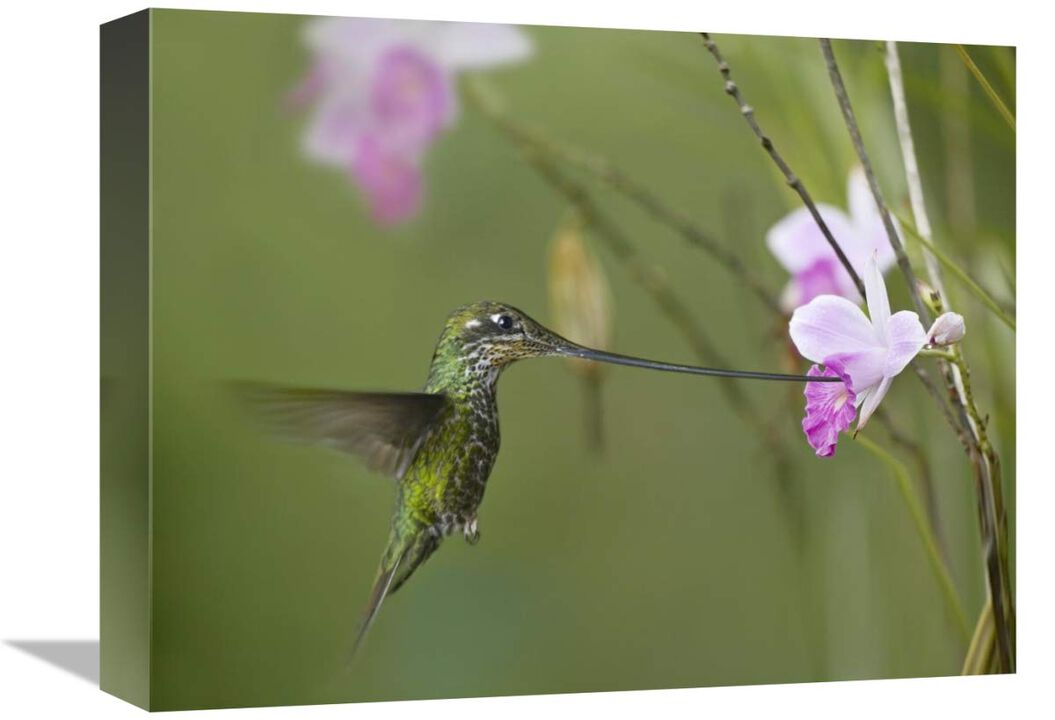 Sword-billed Hummingbird feeding on flower nectar, Ecuador-Canvas Art-16x12