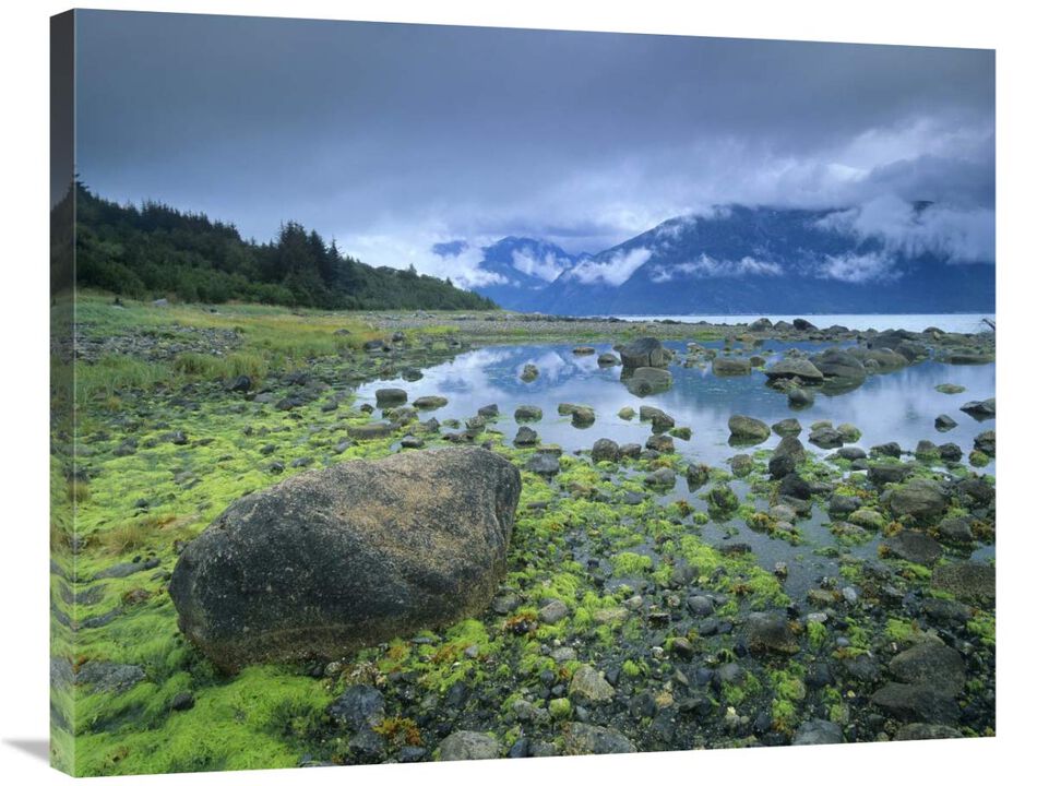 Low tide revealing algae covered rocks, Alaska-Canvas Art-35x28