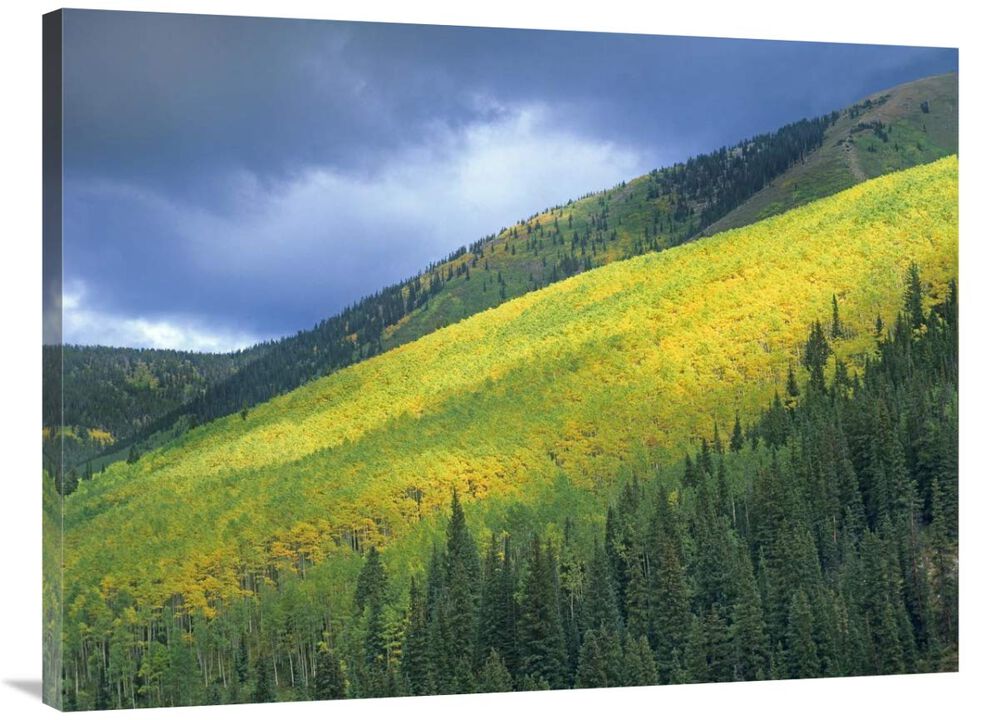 Aspen forest, Maroon Bells, Snowmass Wilderness, Colorado-Canvas Art-40x30