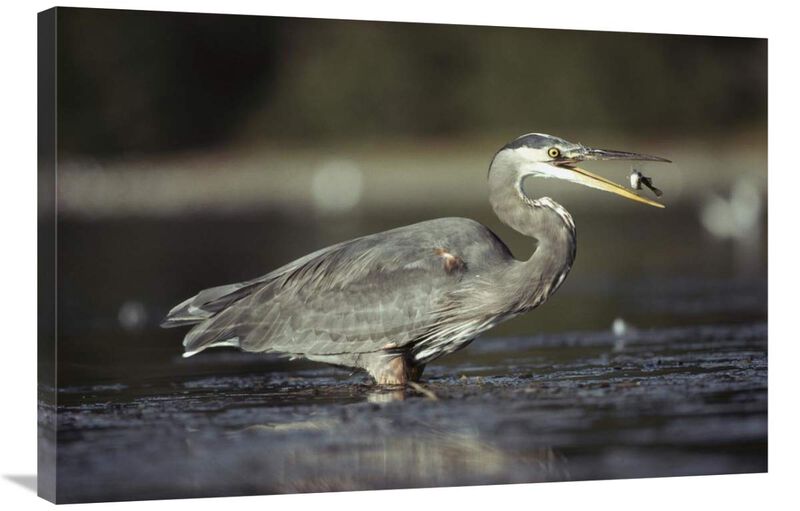 Great Blue Heron with captured fish, North America-Canvas Art-36x24