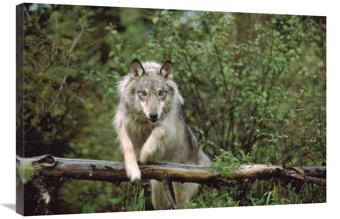 Timber Wolf leaping over fallen log, Montana-Canvas Art-36x24