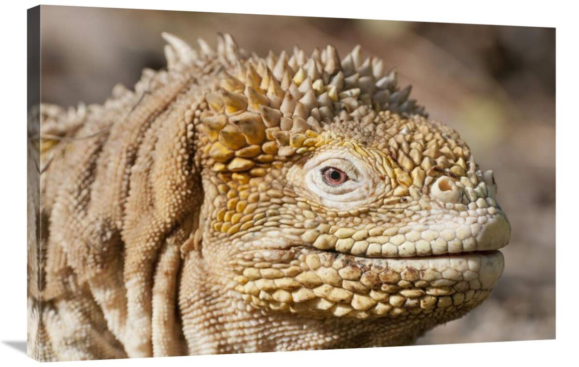 Galapagos Land Iguana portrait, Galapagos Islands, Ecuador-Canvas Art-36x24