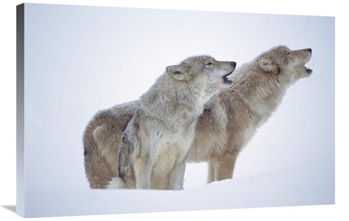 Timber Wolves close-up portrait of pair howling in snow, North America-Canvas Art-36x24