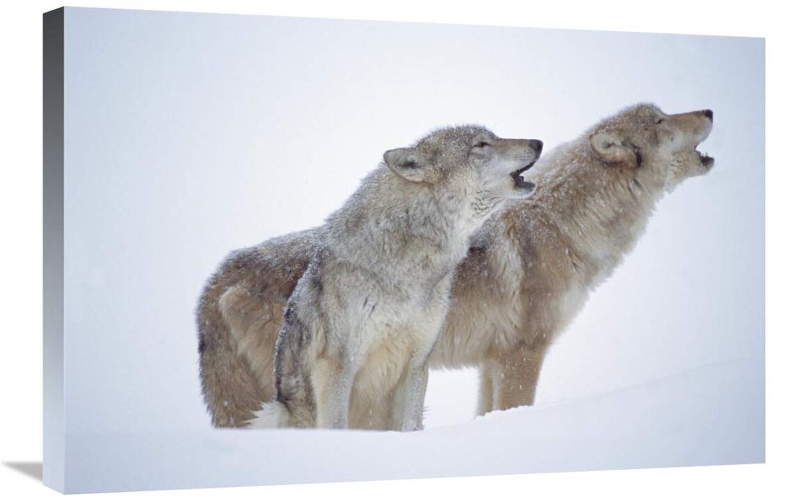 Timber Wolves close-up portrait of pair howling in snow, North America-Canvas Art-30x20