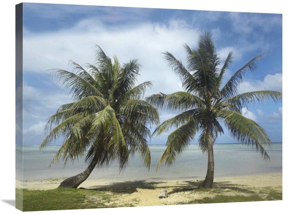Palm trees, Agana Beach, Guam-Canvas Art-32x24