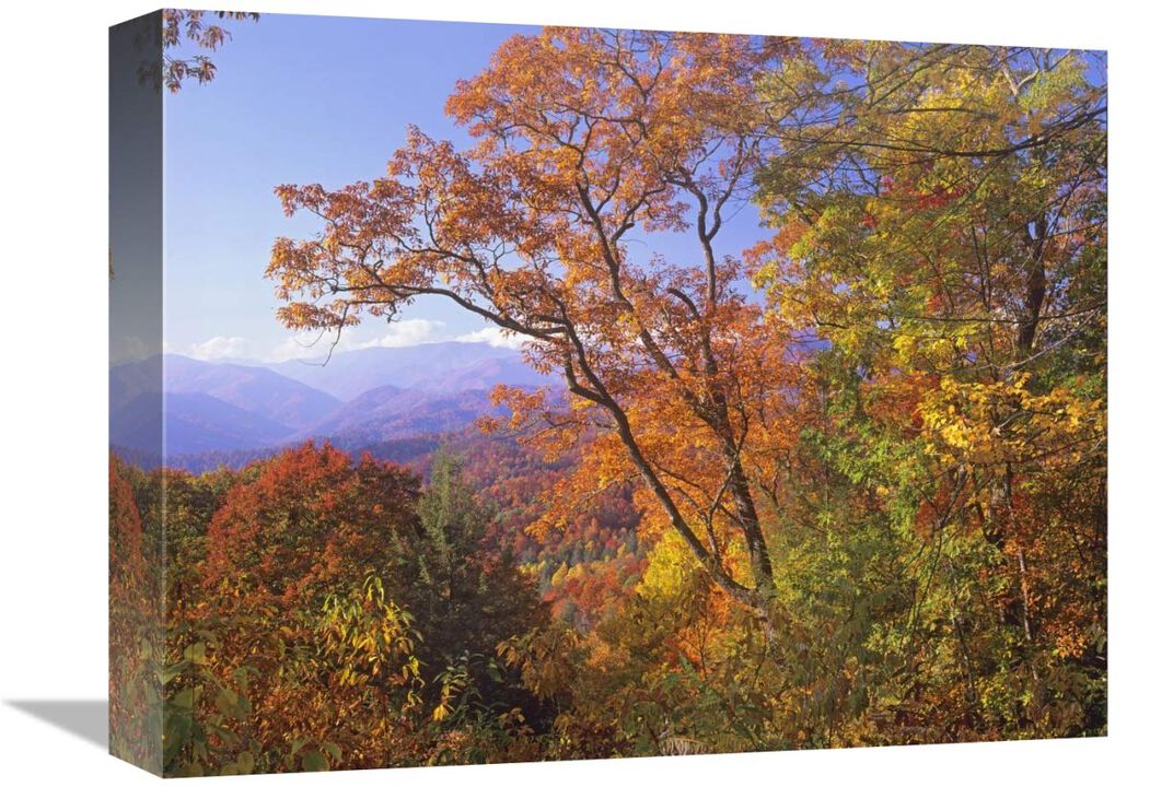 Great Smoky Mountains from, Blue Ridge Parkway, North Carolina-Canvas Art-16x12