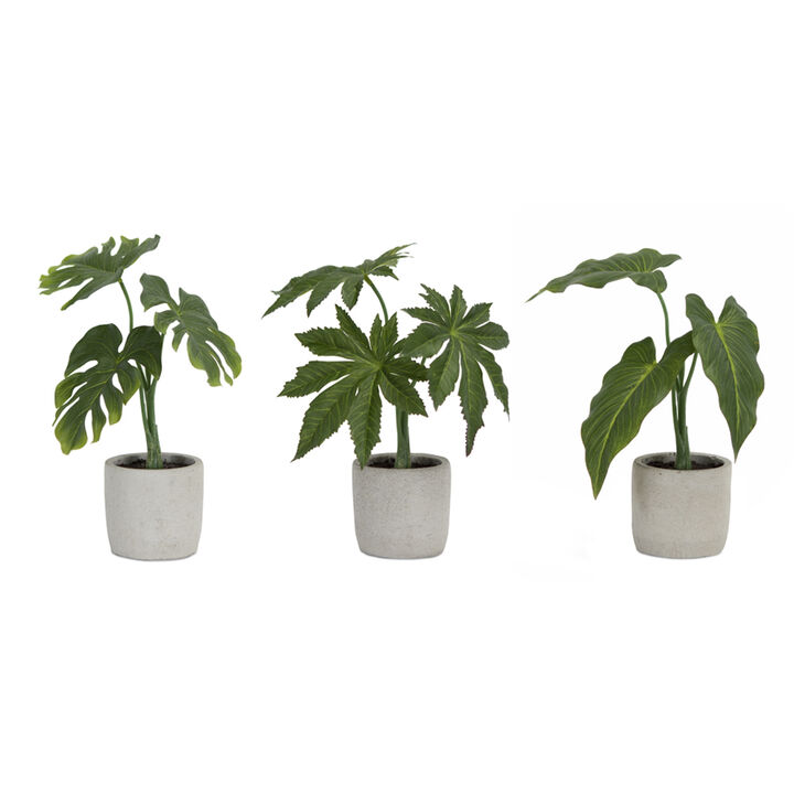 Set of 6 Assorted Foliage Plants in Grey Pots for Indoor Décor and Home Gardening