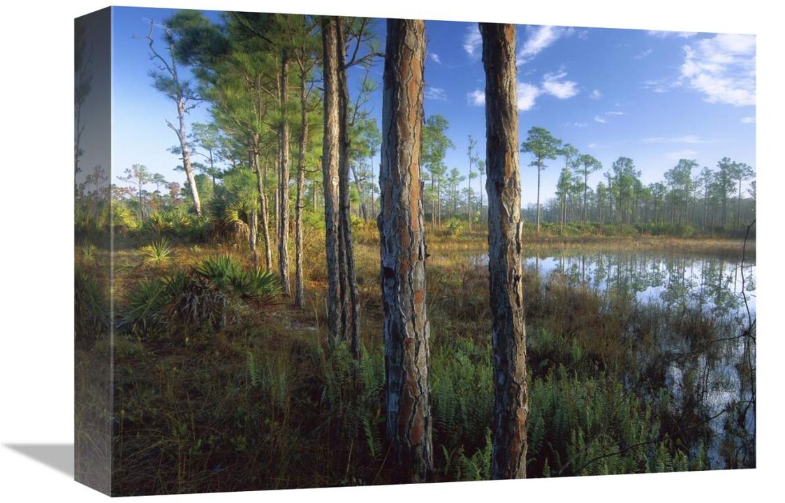 Pond near the Loxahatchee River, Jonathan Dickinson State Park, Florida-Canvas Art-16x12