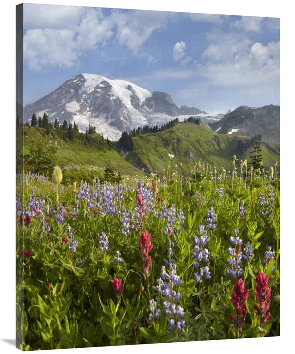 Paradise Meadow and Mount Rainier, Mount Rainier National Park, Washington-Canvas Art-30x40