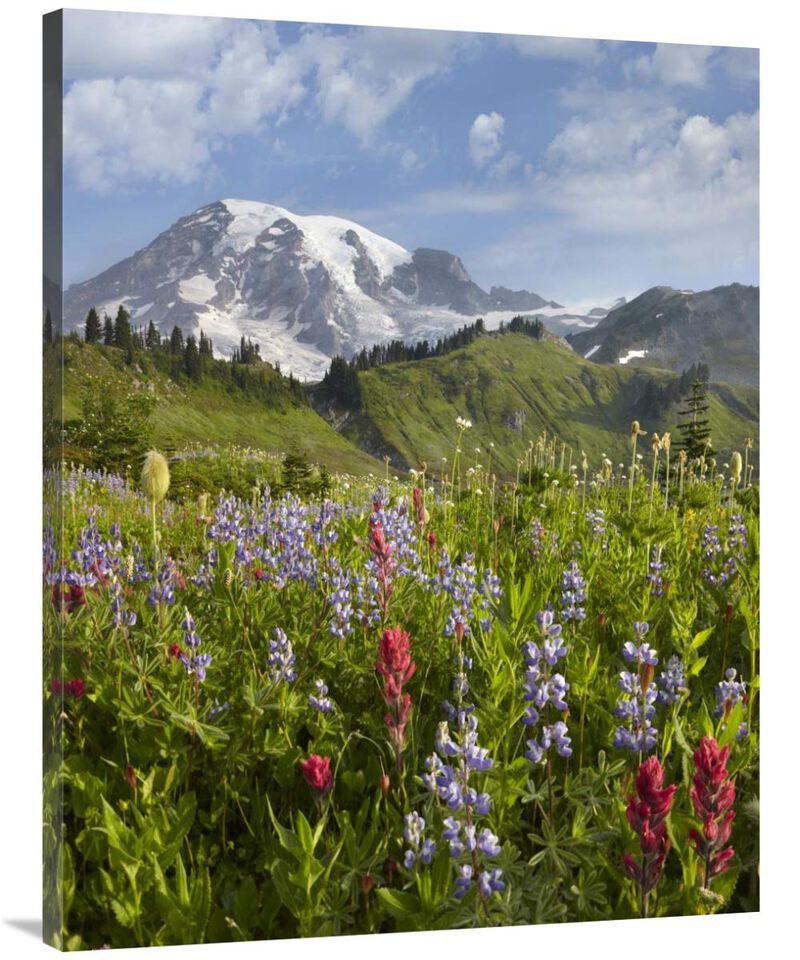 Paradise Meadow and Mount Rainier, Mount Rainier National Park, Washington-Canvas Art-30x40