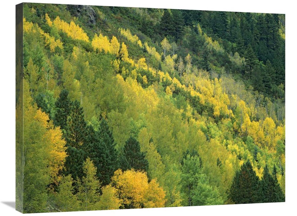 Aspen grove in fall colors, Gunnison National Forest, Colorado-Canvas Art-32x24