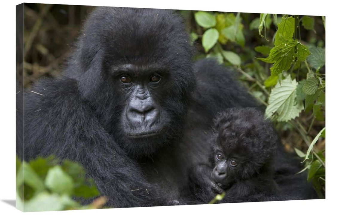 Mountain Gorilla mother and three month old infant, endangered, Parc National Des Volcans, Rwanda-Canvas Art-36x24