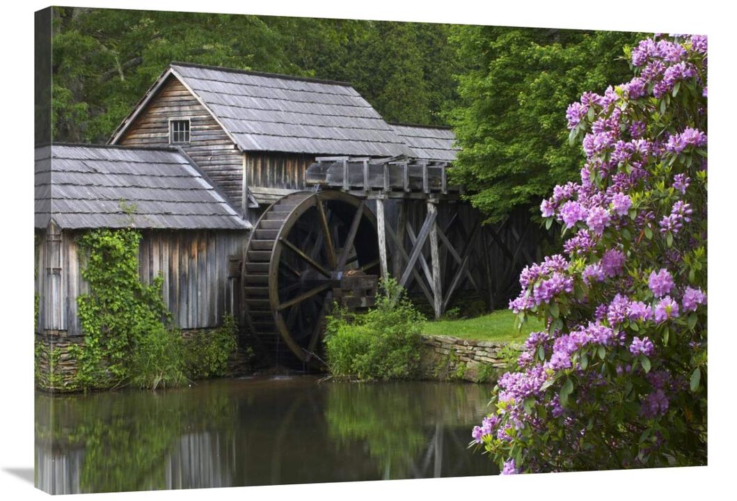 Rhododendron blossoming at Mabry Mill, Blue Ridge Parkway, Virginia-Canvas Art-36x25.56