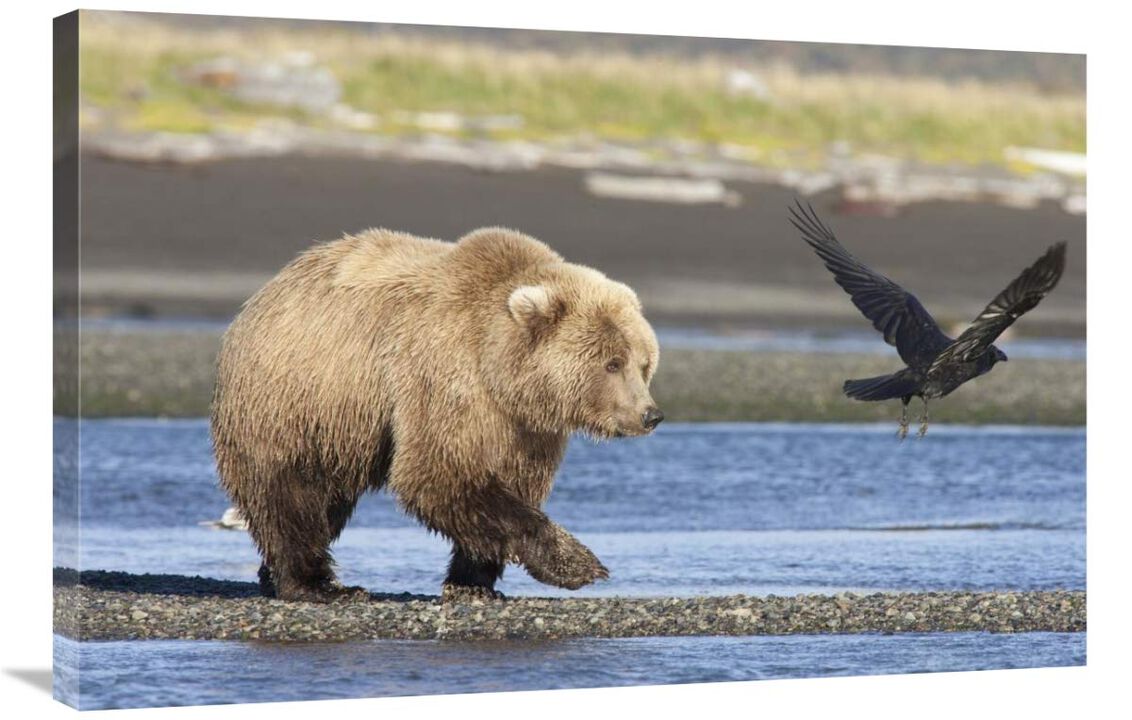 Grizzly Bear walking along water and scaring away Common Raven, Katmai National Park, Alaska-Canvas Art-36x24