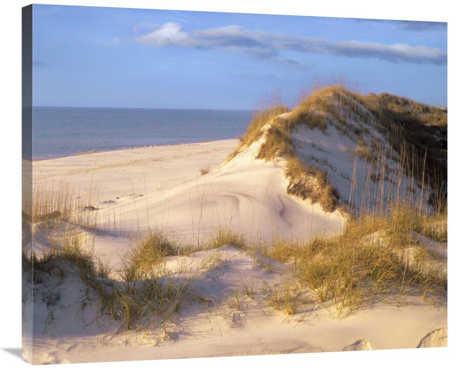 Coastal sand dunes, Saint Joseph Peninsula, Florida-Canvas Art-36x29.88